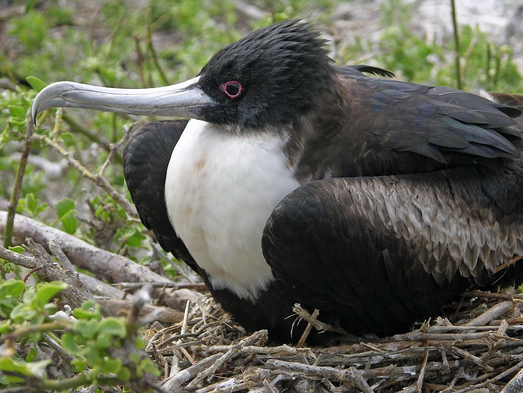 Galapagos 7-2-08 Genovesa Darwin Bay Female Great Frigatebird